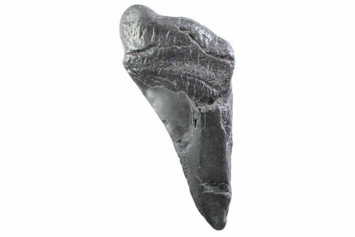 Partial Fossil Megalodon Tooth - South Carolina #332345